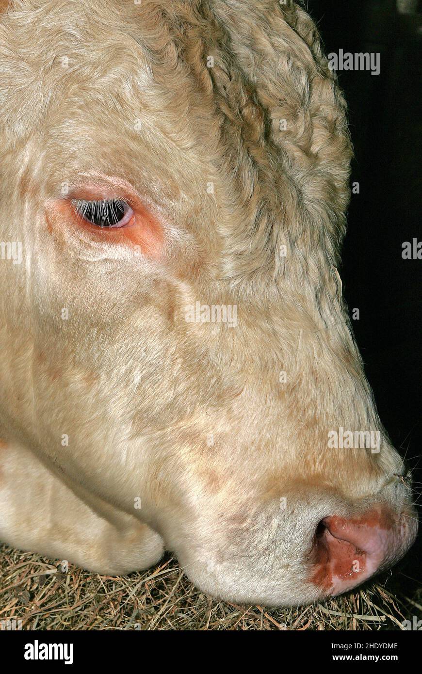 cow head, cow heads Stock Photo Alamy