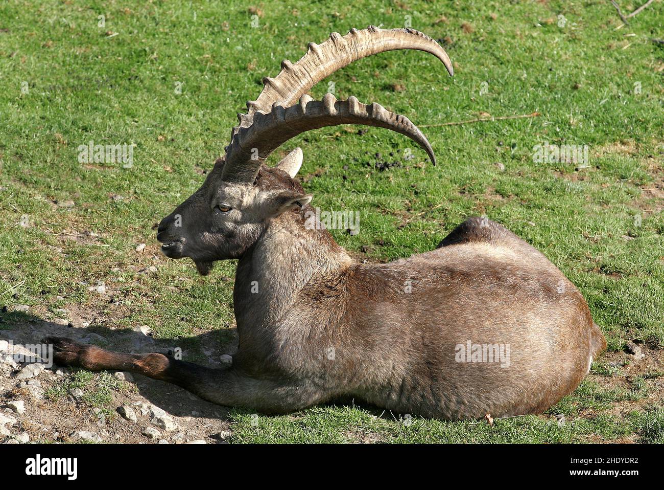 capra aegagrus cretica, kri-kri, cretan goat Stock Photo - Alamy