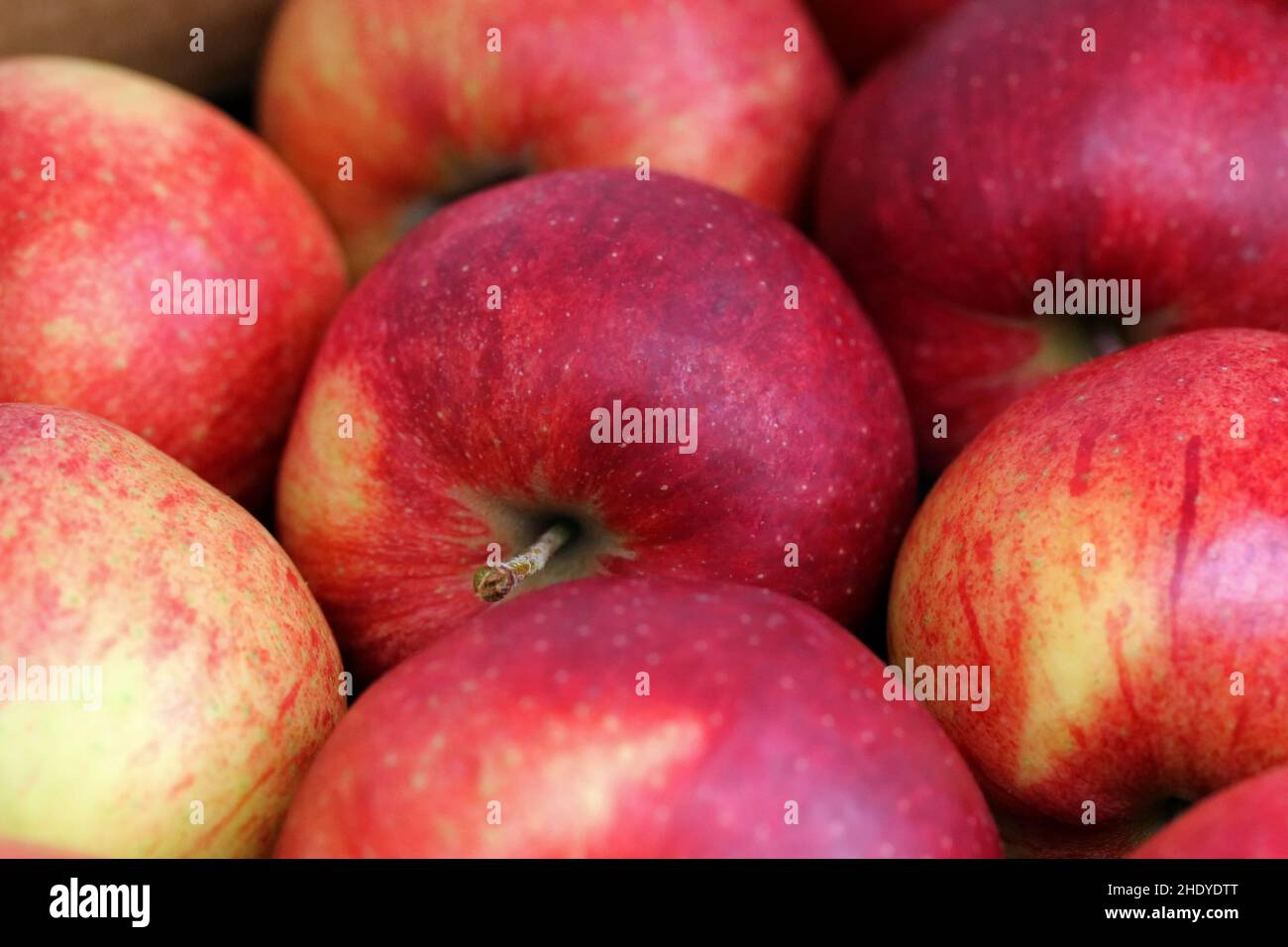 apple, jonagold, apples, jonagolds Stock Photo
