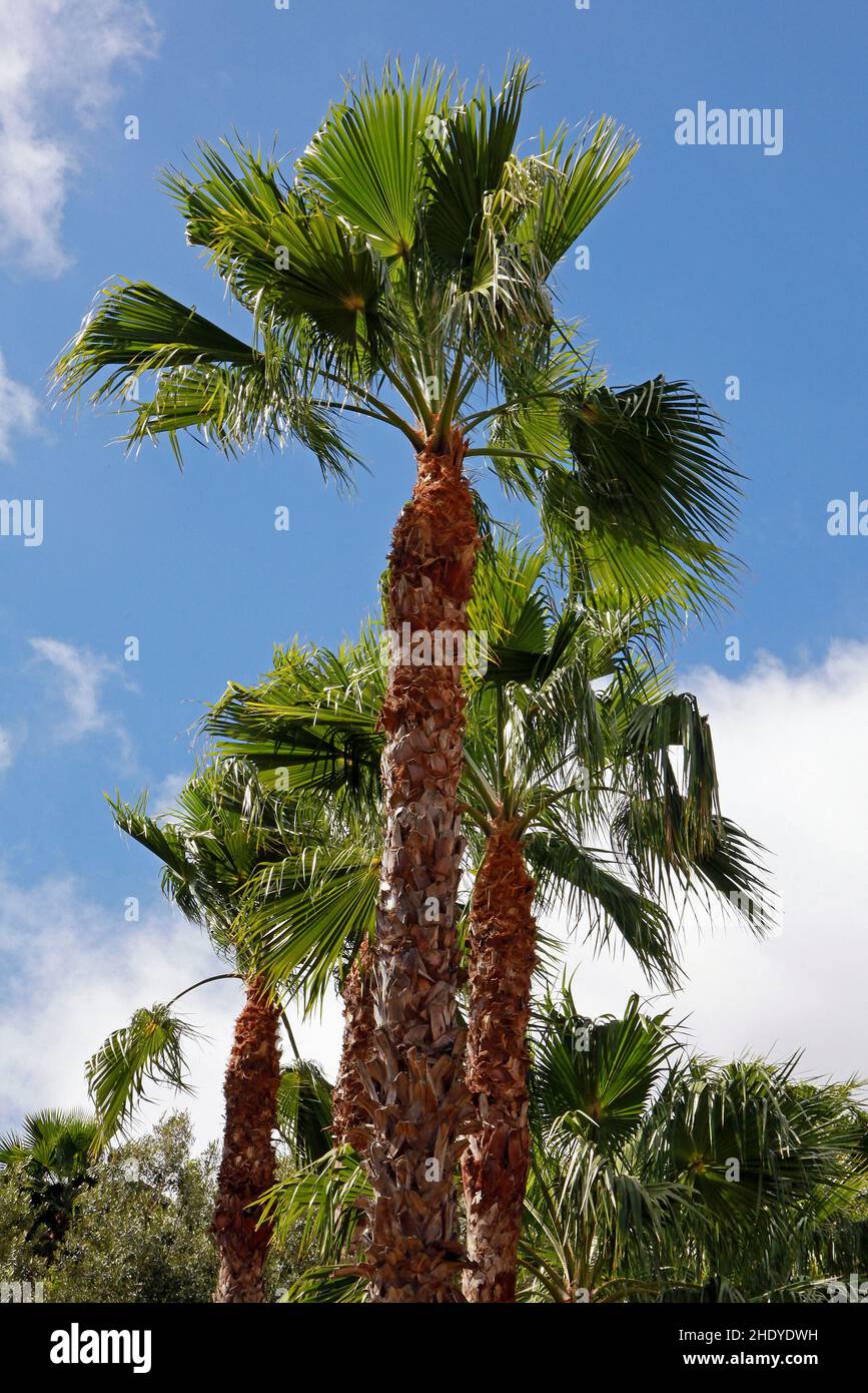 Worms eye view palm trees hi-res stock photography and images - Alamy