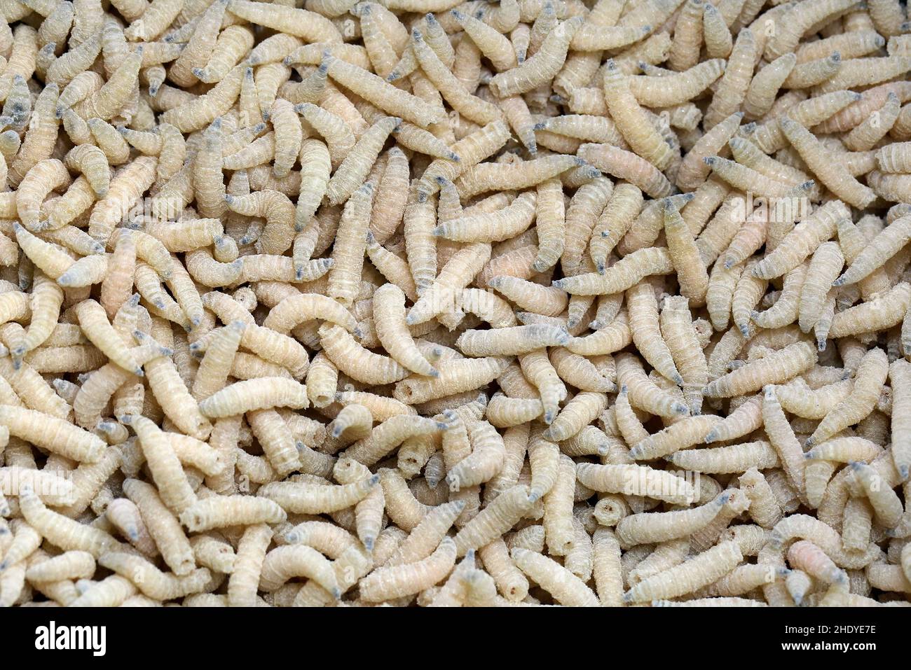 Maggots fish food hires stock photography and images Alamy