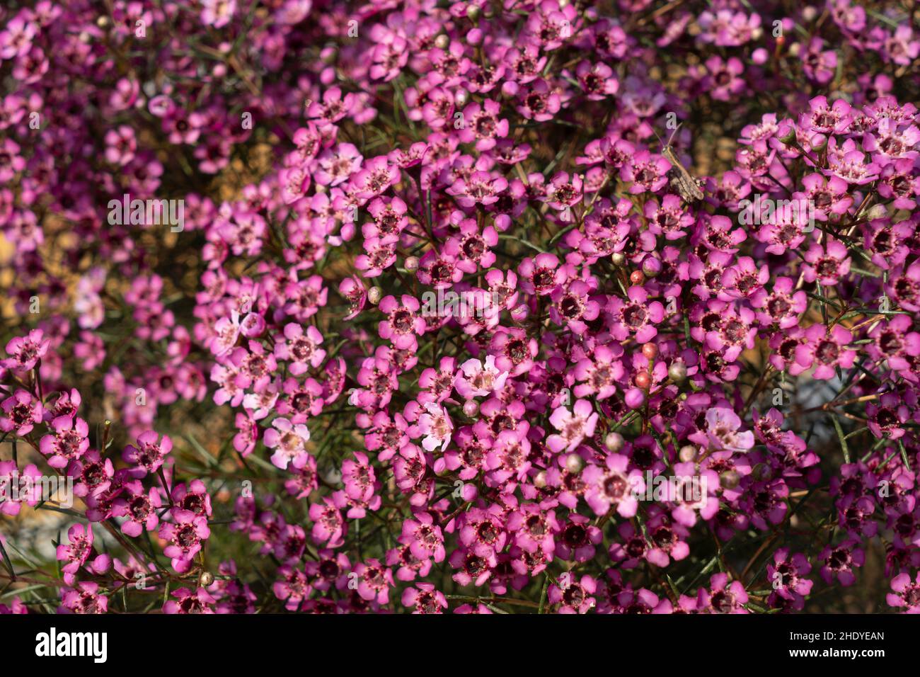 Growing wax flowers in flower beds Stock Photo Alamy