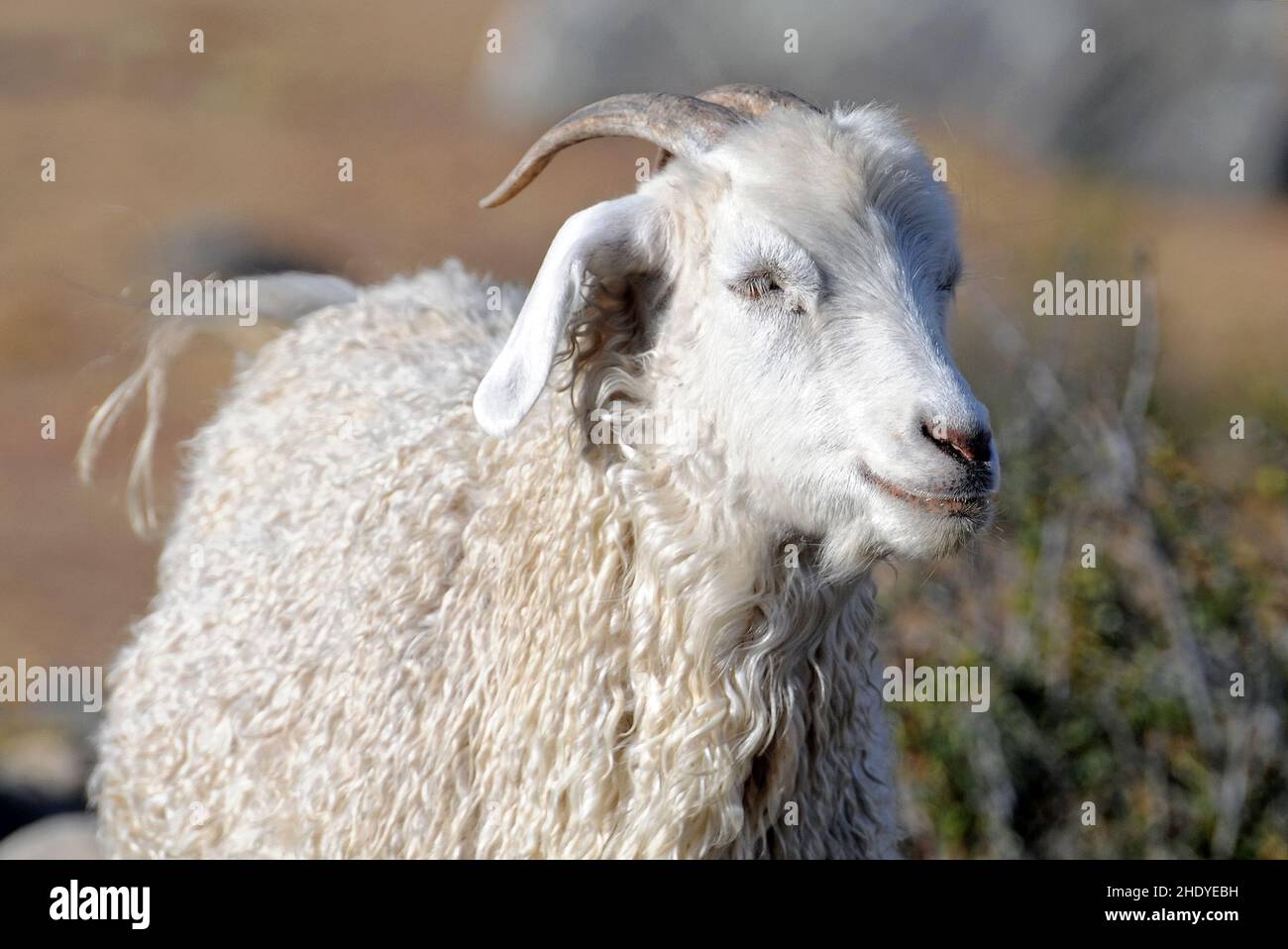 angora goat Stock Photo