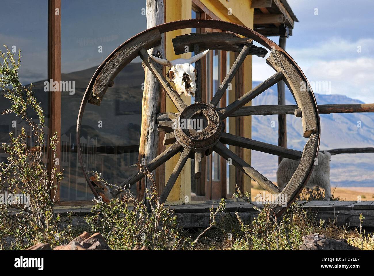 animal skull, wagon wheel, animal skulls, wagon wheels Stock Photo Alamy