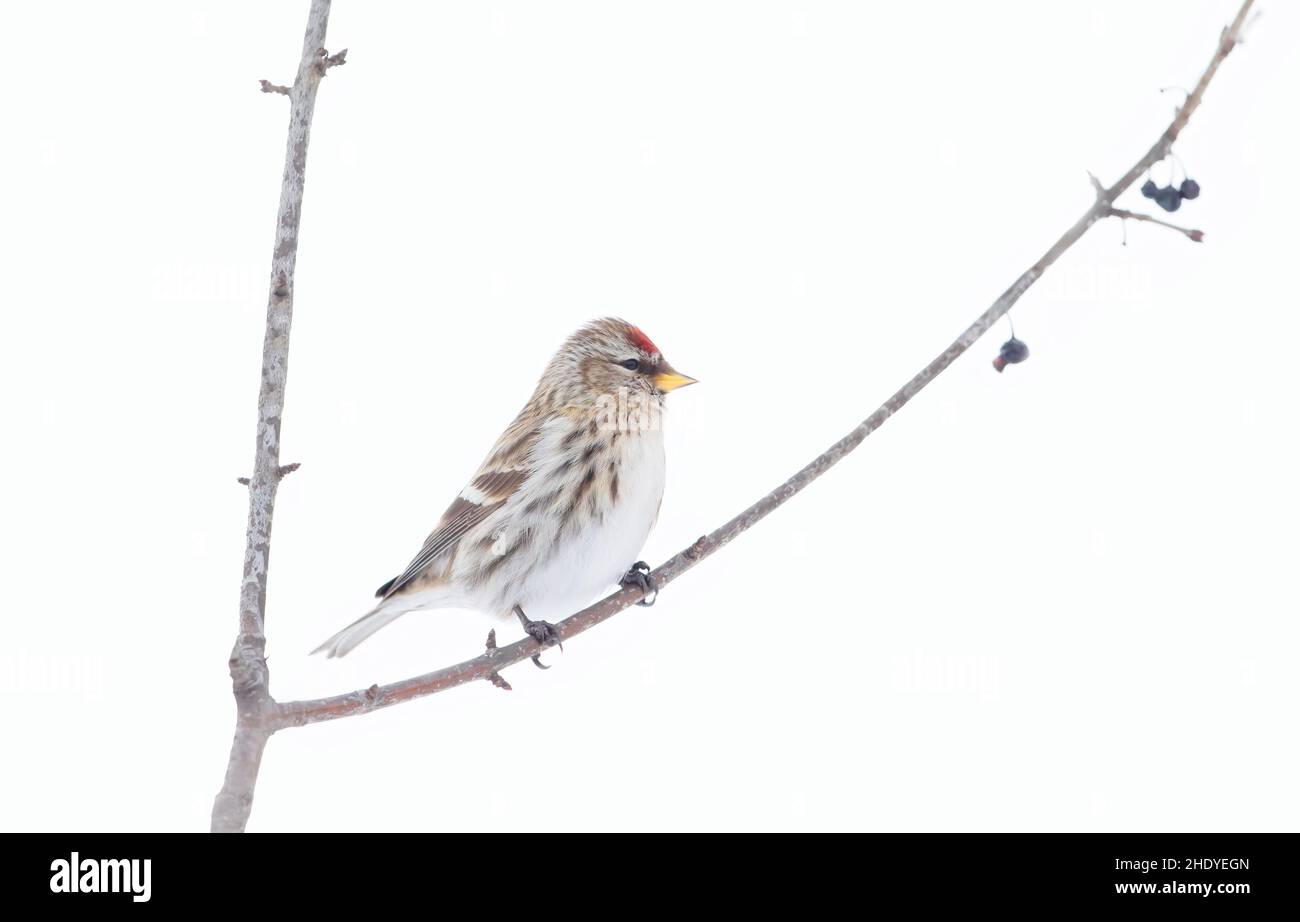 Common Redpoll perched on a branch in winter in Algonquin Park, Canada Stock Photo