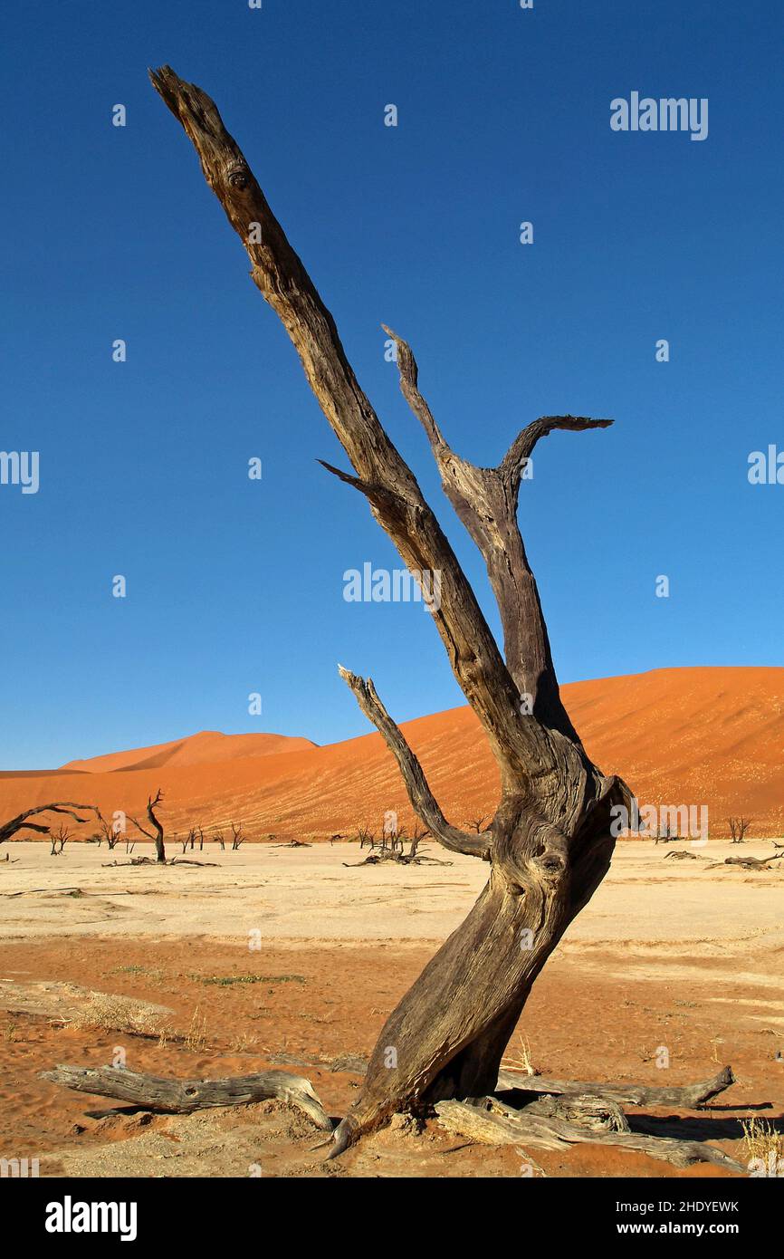 deadwood, namib desert, deadwoods, namib deserts Stock Photo