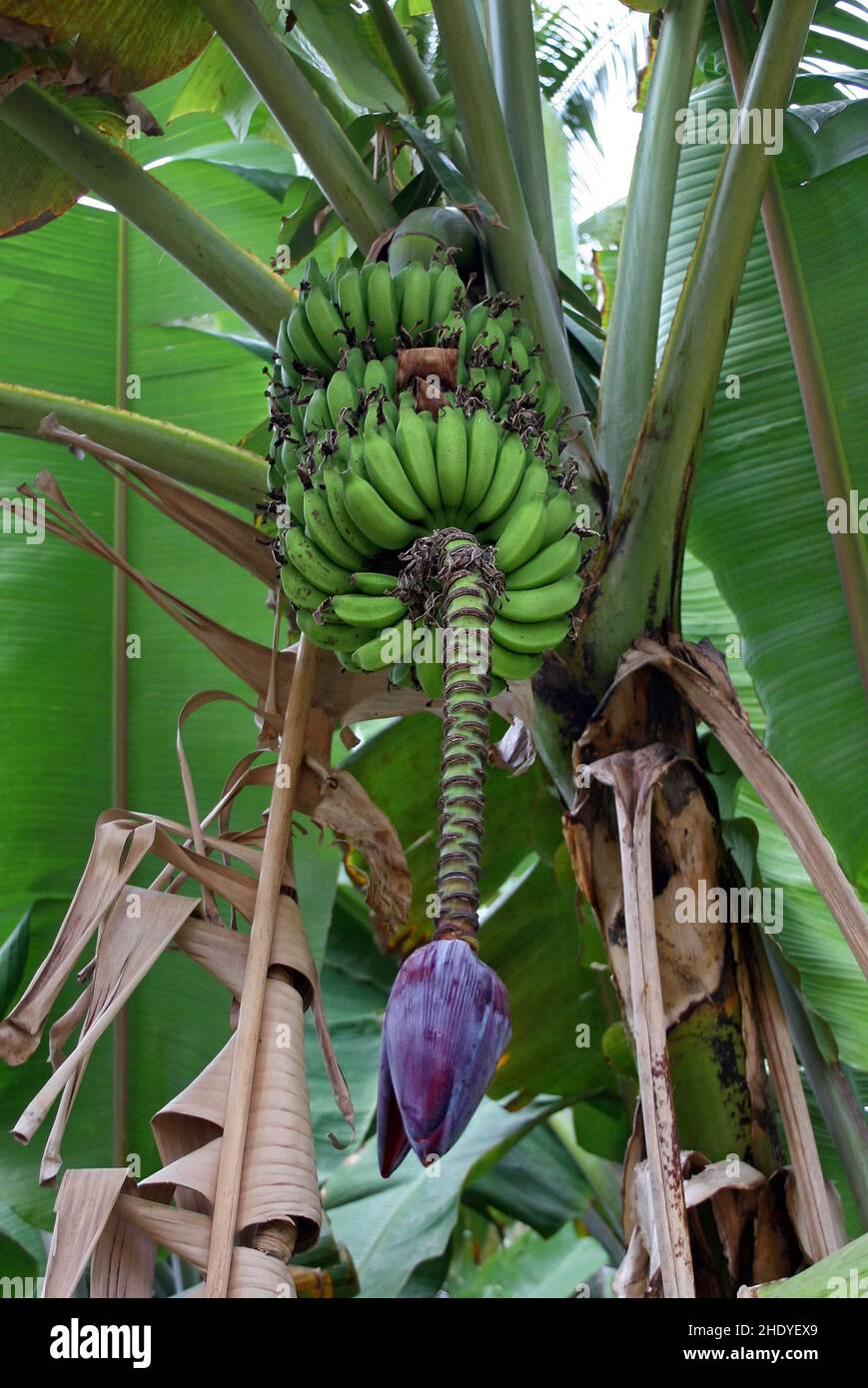 banana tree, banana flower, banana trees, banana flowers Stock Photo