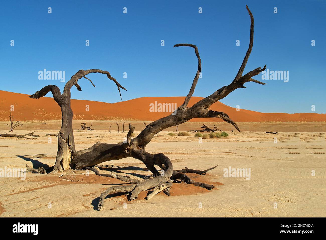 deadwood, namib desert, deadvlei, deadwoods, namib deserts Stock Photo