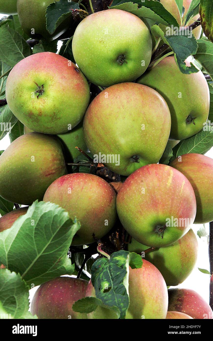 apple tree, apples, apple trees, apple Stock Photo Alamy