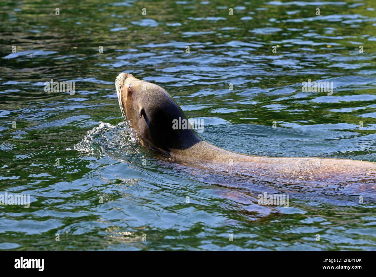 swim, sea lion, swimmer, swimmers, swimming, sea lions Stock Photo Alamy