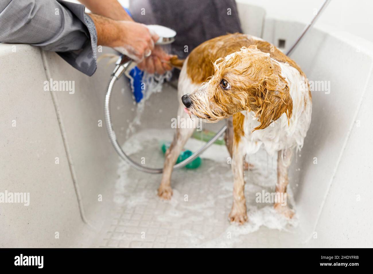 dog, washing, shower, dogs, wash, showers Stock Photo Alamy