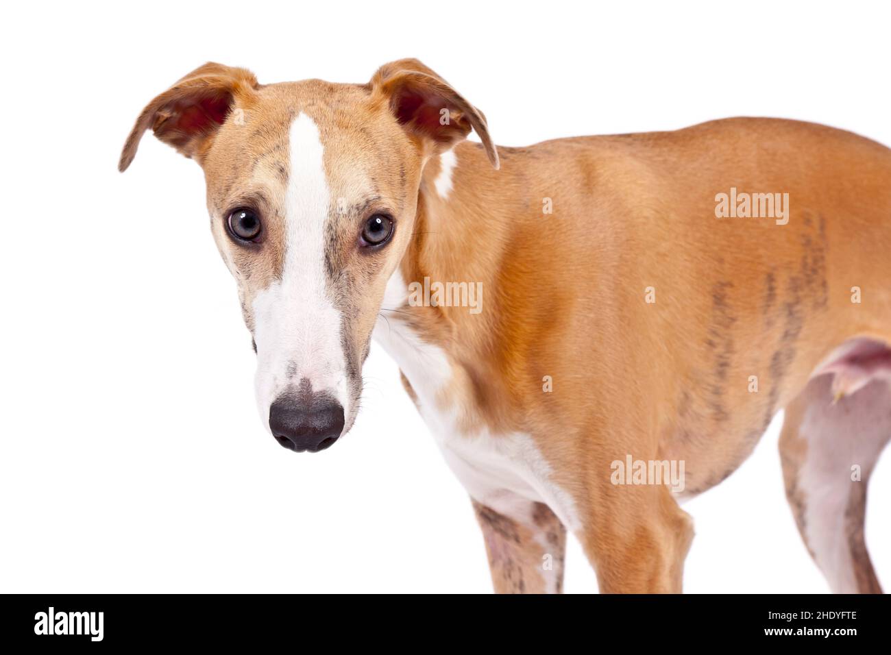 dogs look, whippet, dogs looks, whippets Stock Photo Alamy