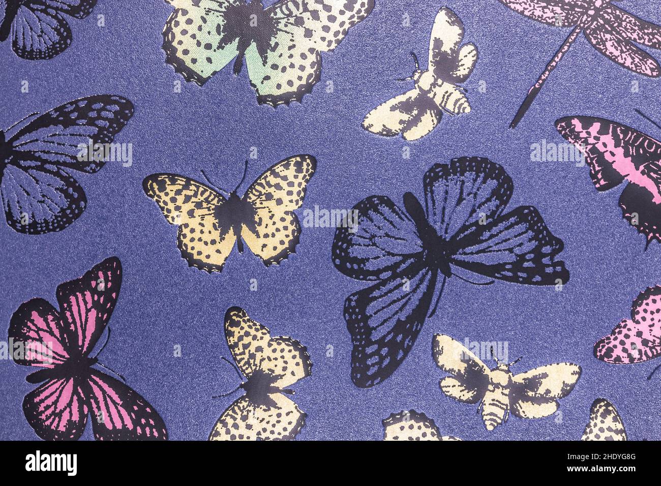 decorative butterfly wall paint, textured stucco wall background Stock Photo