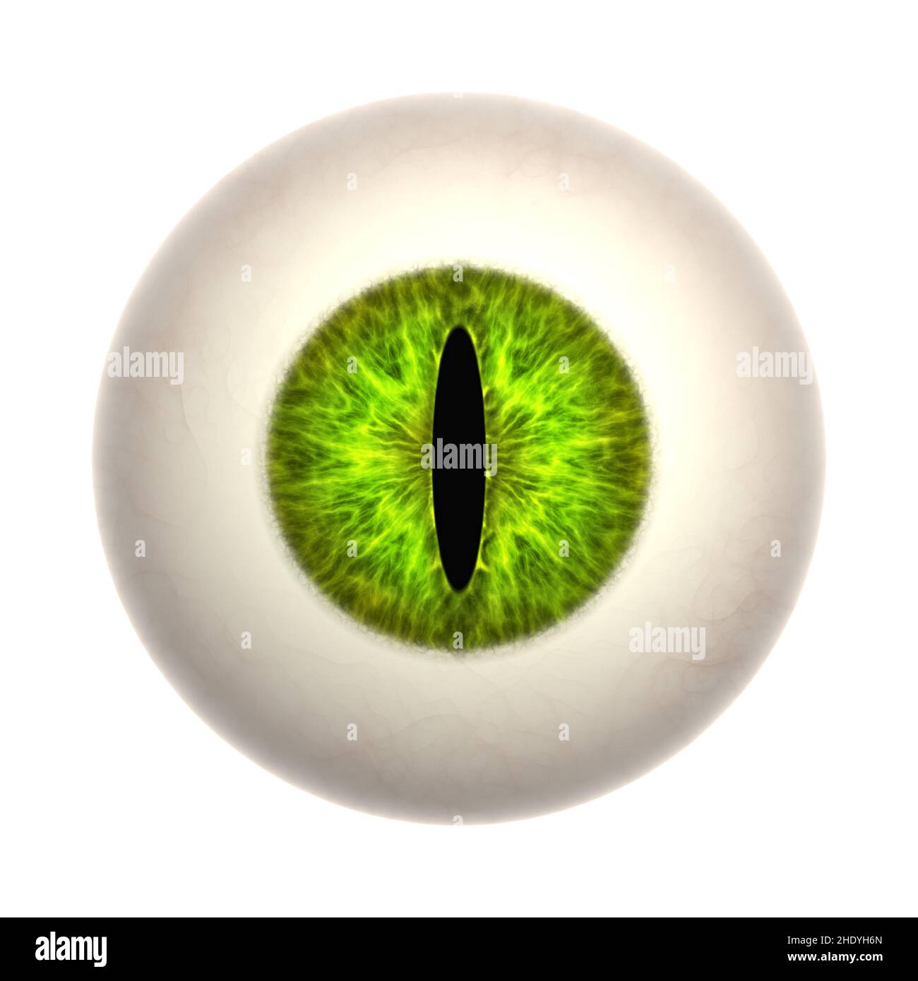 Glass eyeballs hi-res stock photography and images - Alamy