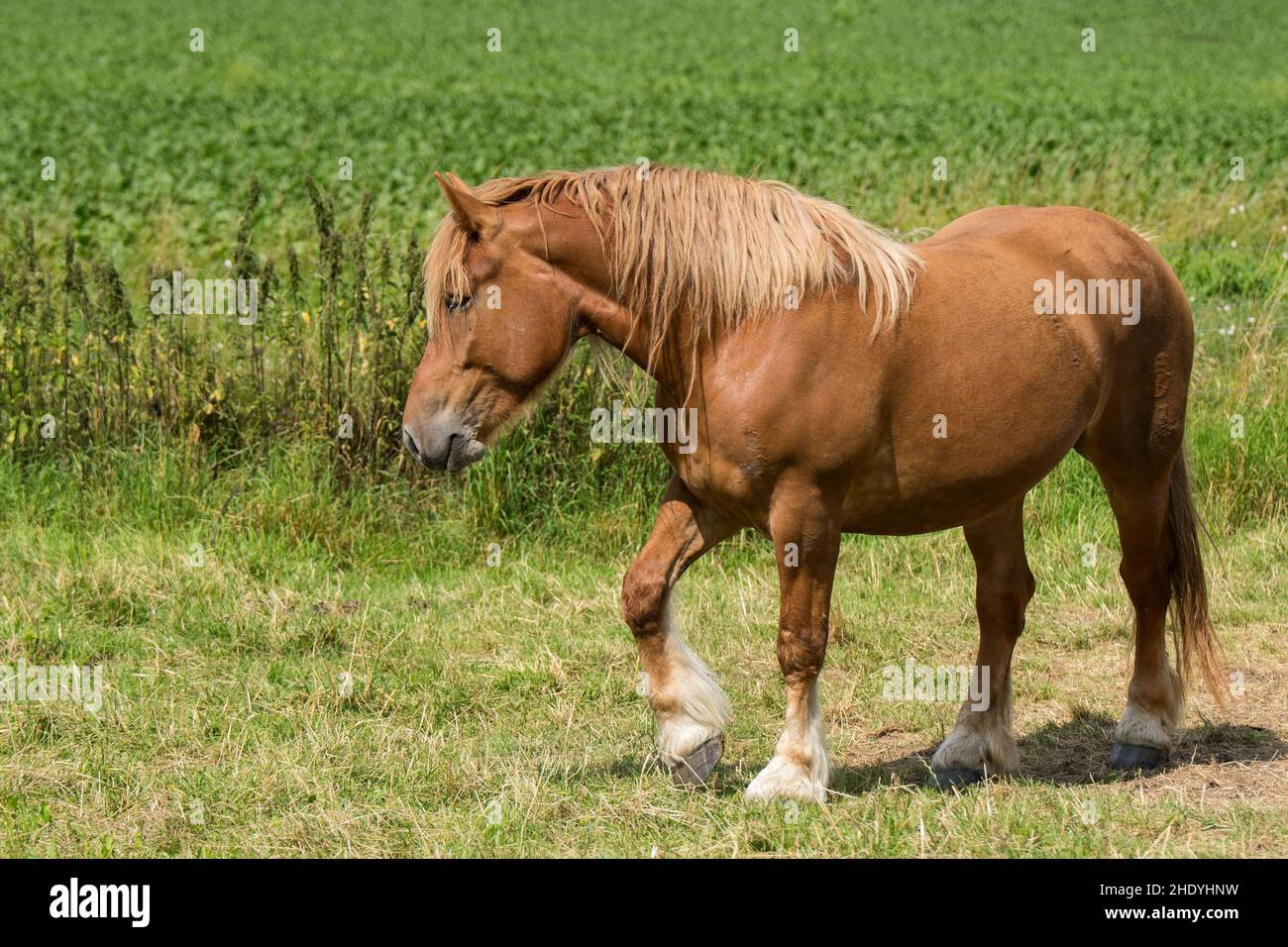 draft horse, rheinisch-deutsches kaltblut, draft horses Stock Photo