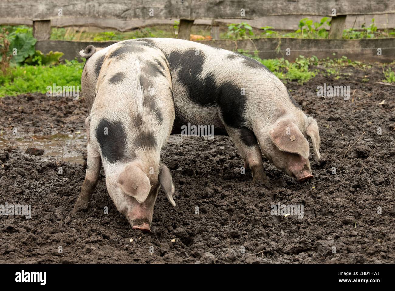 pig, Bentheim Black Pied pig, pigs Stock Photo