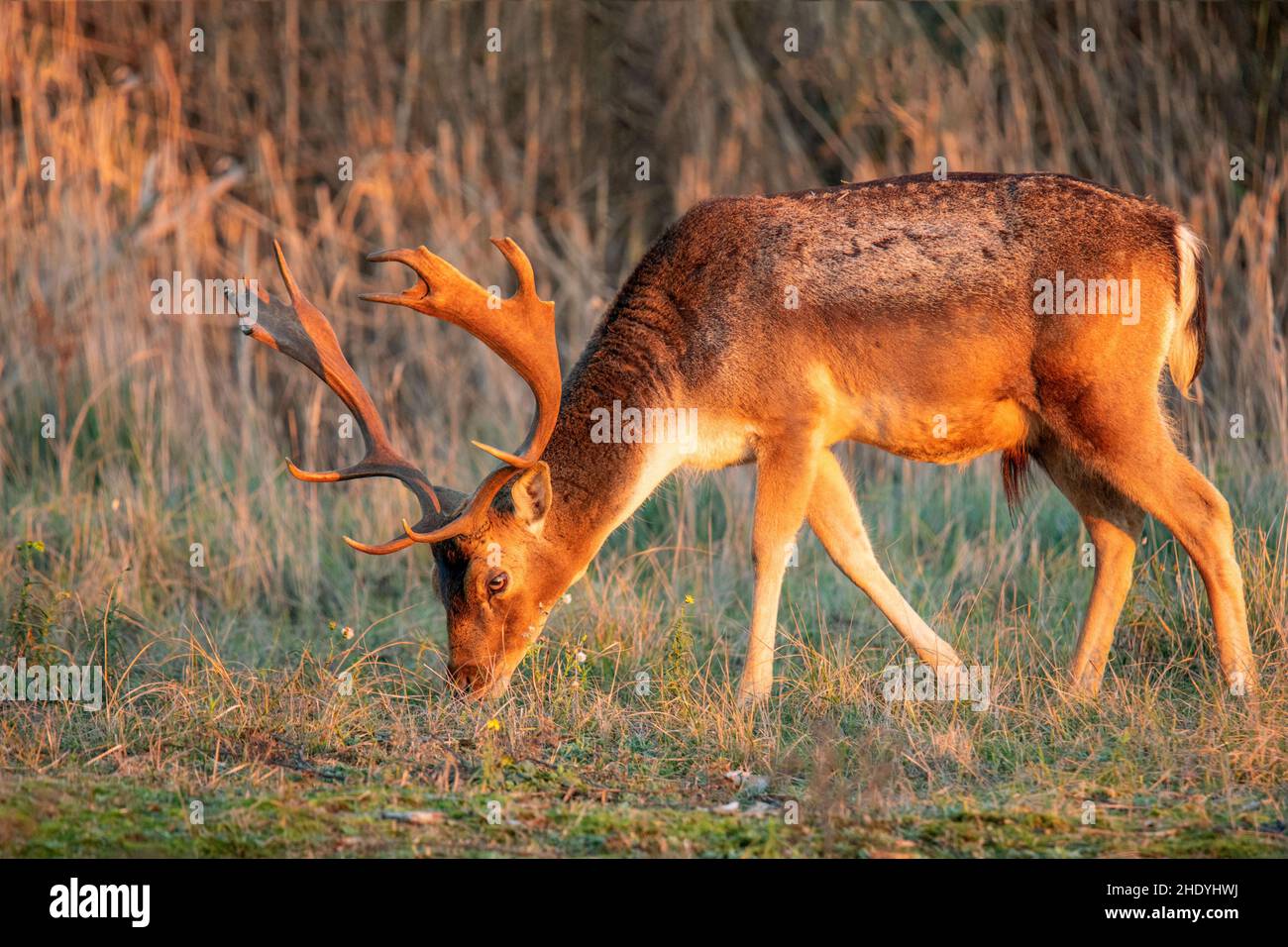 grazing, fallow deer, fallow deers Stock Photo