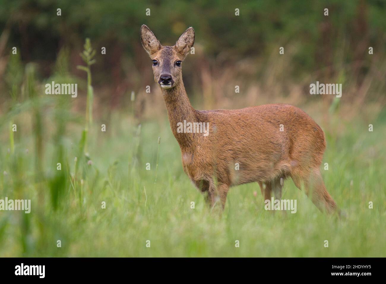 deer, deers, roe deer, stag Stock Photo - Alamy