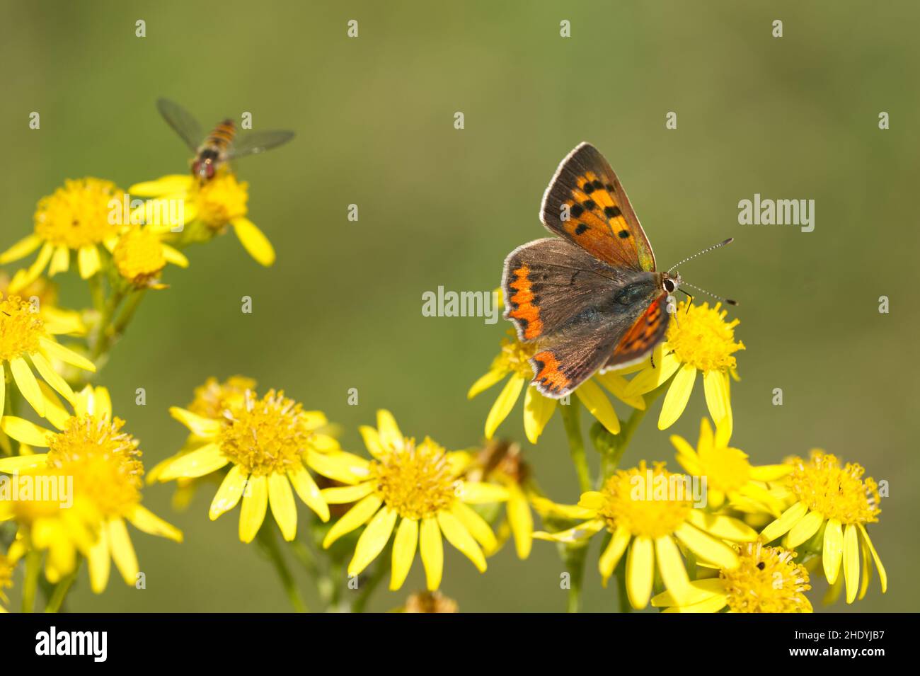 copper butterfly, copper butterflies Stock Photo Alamy