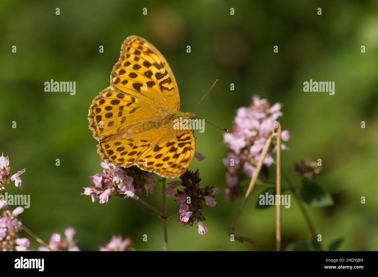 passion flower moth, silver washed fritillary, butterfly, passion flower moths, silver-washed fritillaries, butterflies Stock Photo