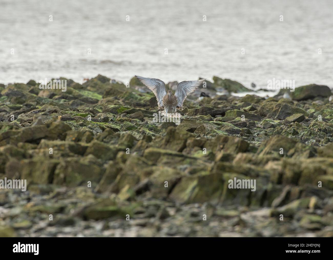 Curlew (Numenius arquata), landing on rocky shoreline, Solway estuary