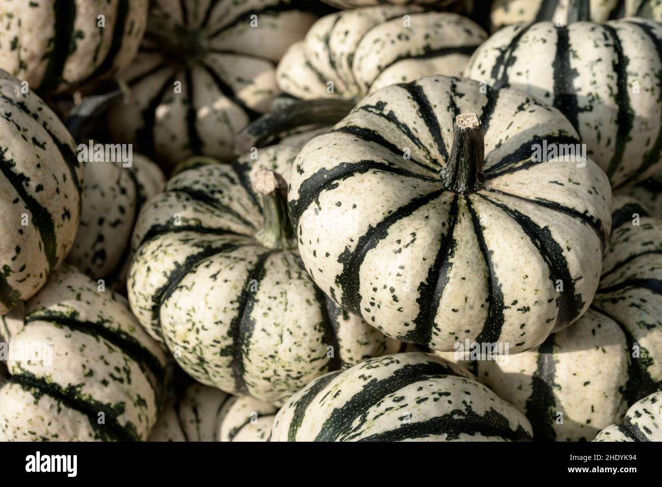 squash, ornamental gourd, squashs, pumpkins Stock Photo