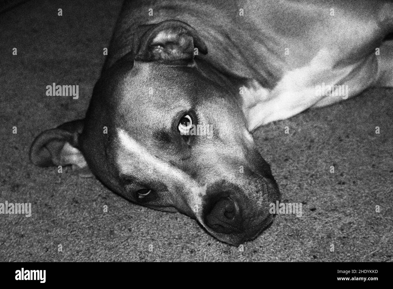 Closeup shot of heterochromia eyes dog Stock Photo - Alamy