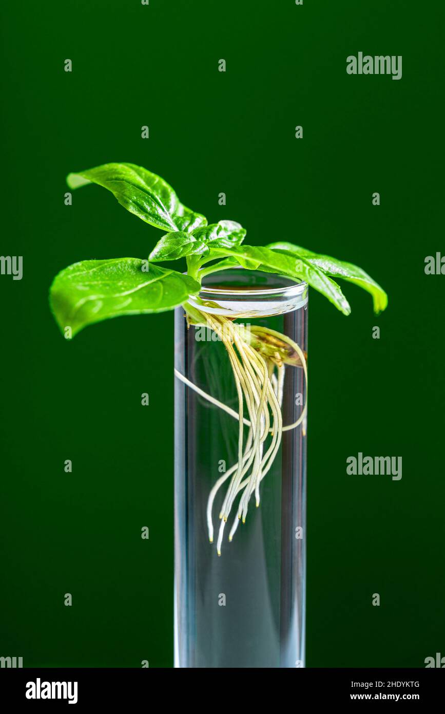 basil, test tube, microbiology, basils, test tubes, microbiologies