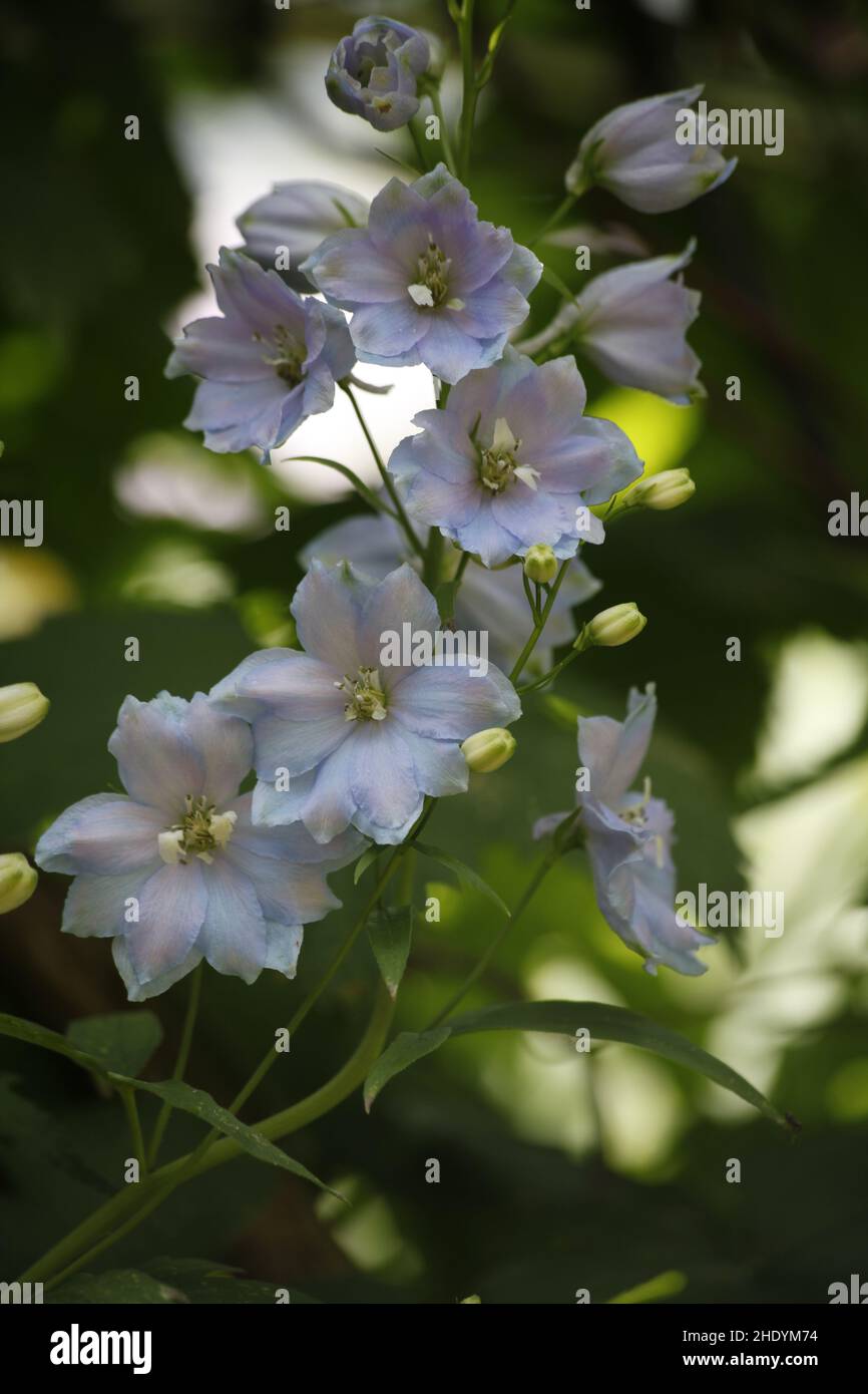 Larkspur of buttercup family hi-res stock photography and images - Alamy