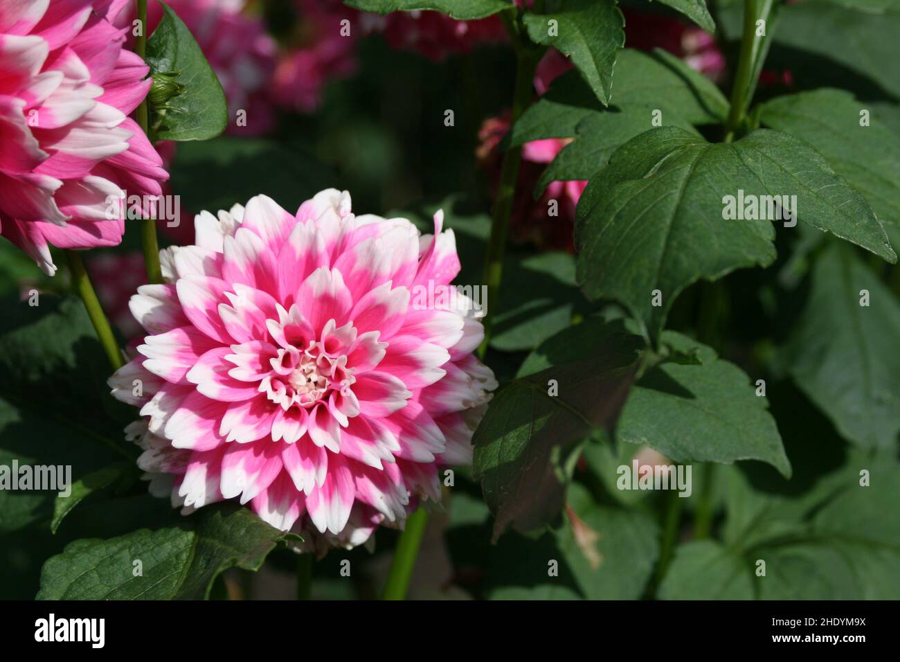 Day dahlia flower bed garden hi-res stock photography and images - Alamy