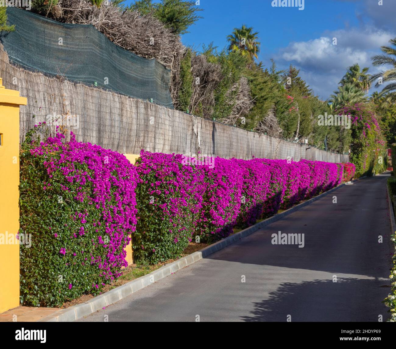 MARBELLA ANDALUCIA SPAIN VIBRANT HEDGE OF PURPLE BOUGAINVILLEA Bougainvillea  glabra Stock Photo - Alamy