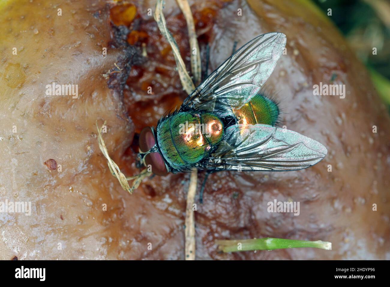 Goldfly - fly Lucilia Diptera on on spoiled food. Stock Photo