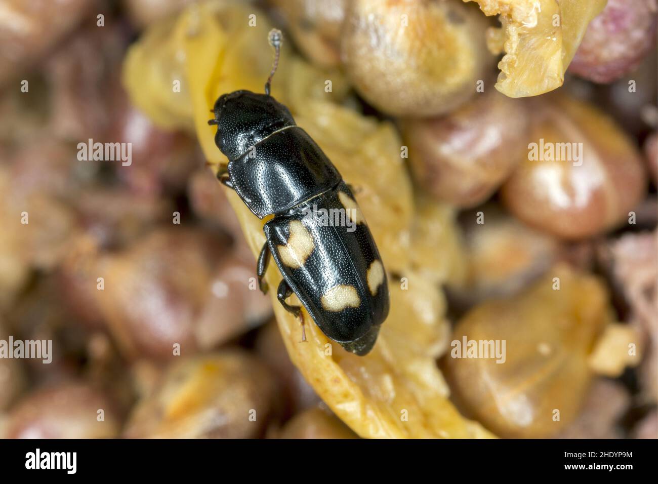 Glischrochilus quadrisignatus (four-spotted sap beetle, beer bug or picnic beetle) (Nitidulidae) on rotten fruits. Stock Photo