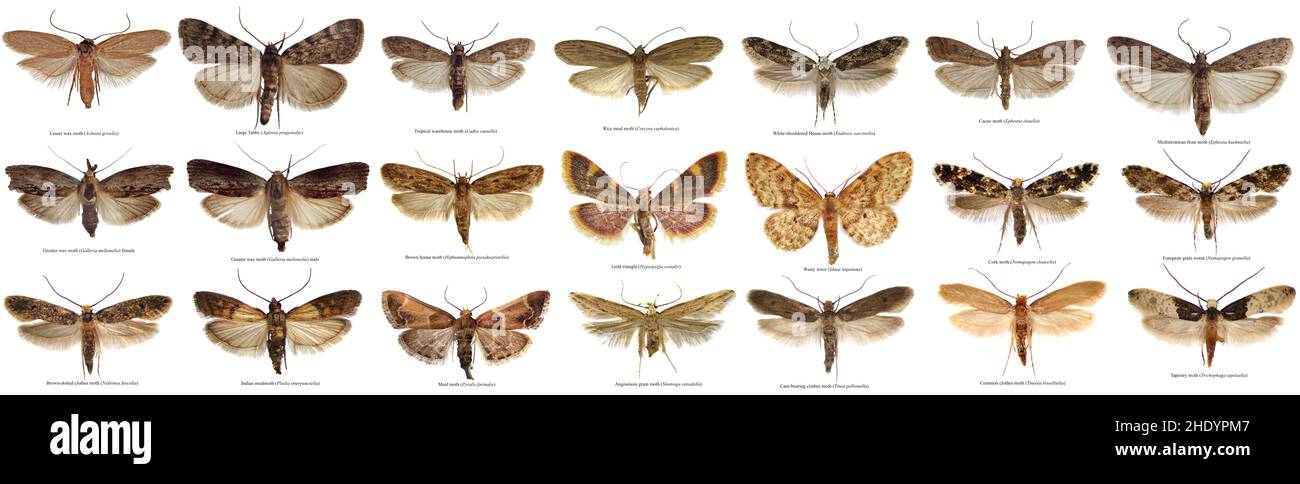 The world most common moths the stores and home pests isolated in high resolution. Names in EXIF properties and under pictures Stock Photo