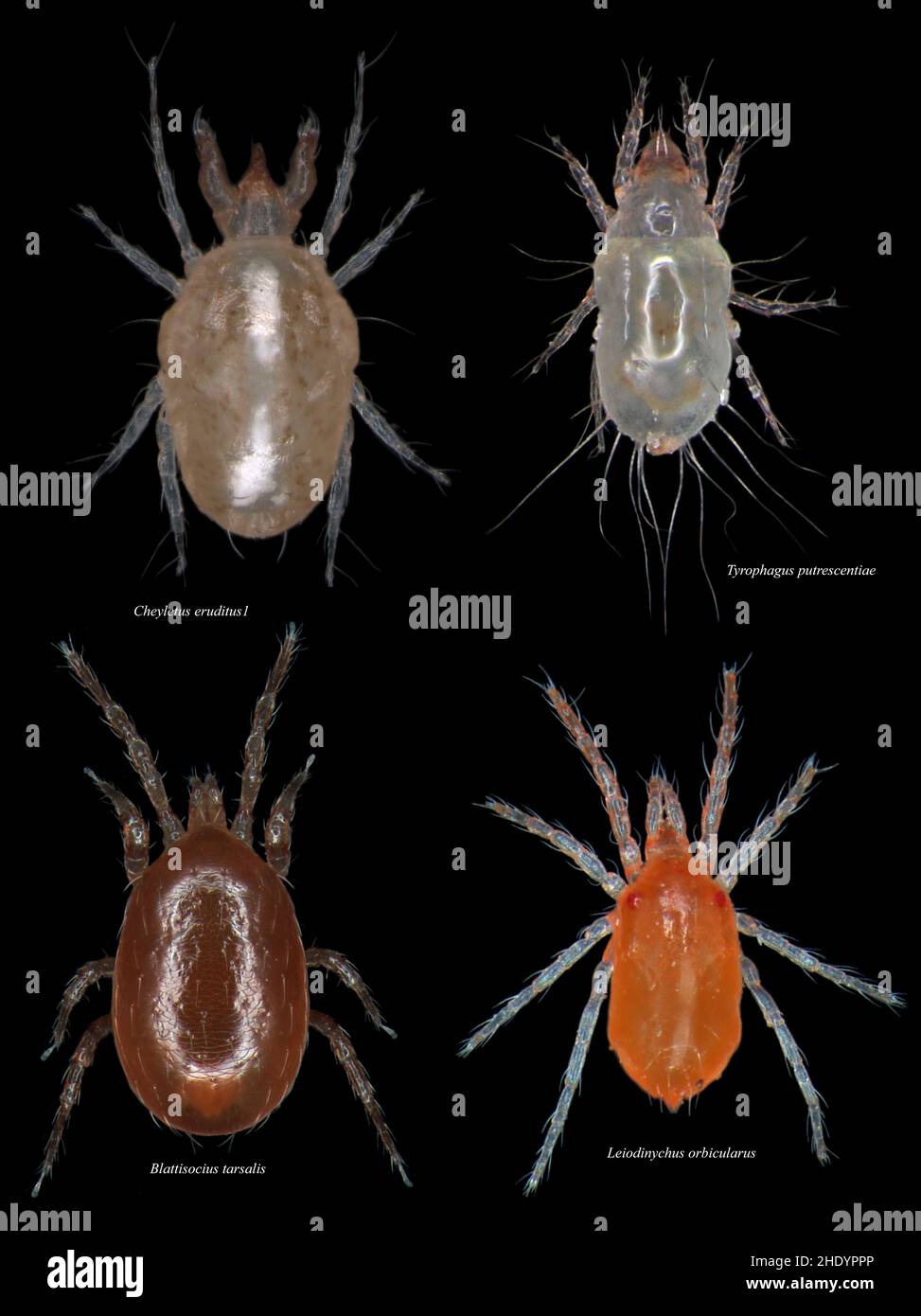 Set of common species of mites on black background Stock Photo Alamy