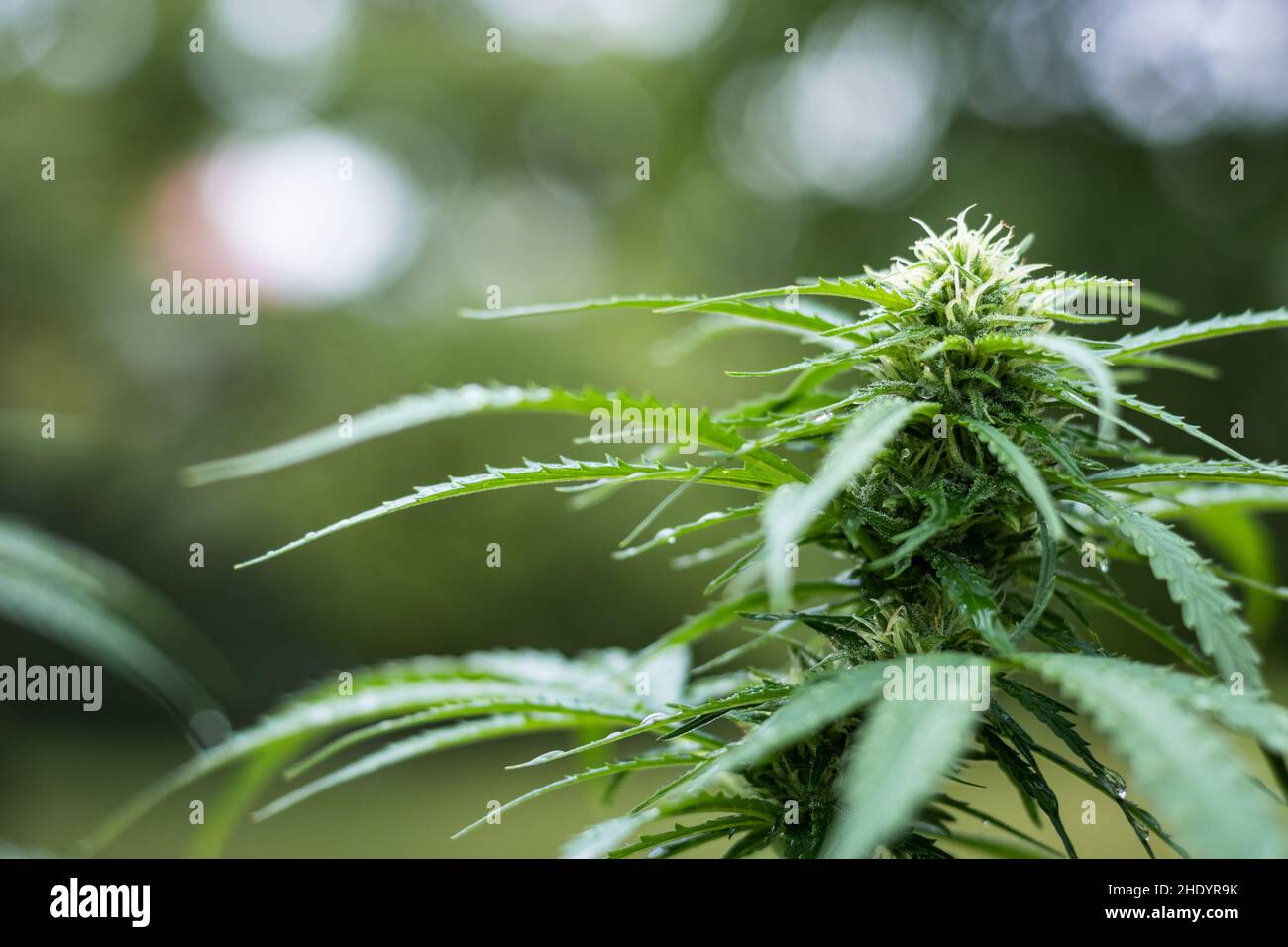 Cannabis sativa, blurry background. Marijuana plant in the garden Stock Photo
