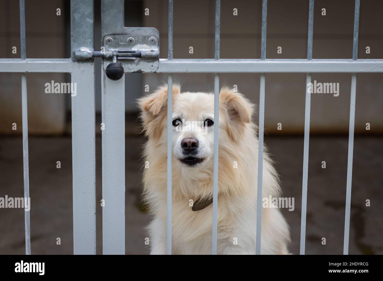 Abandoned dog in animal shelter. Hope for pet adoption. Cute dog in ...