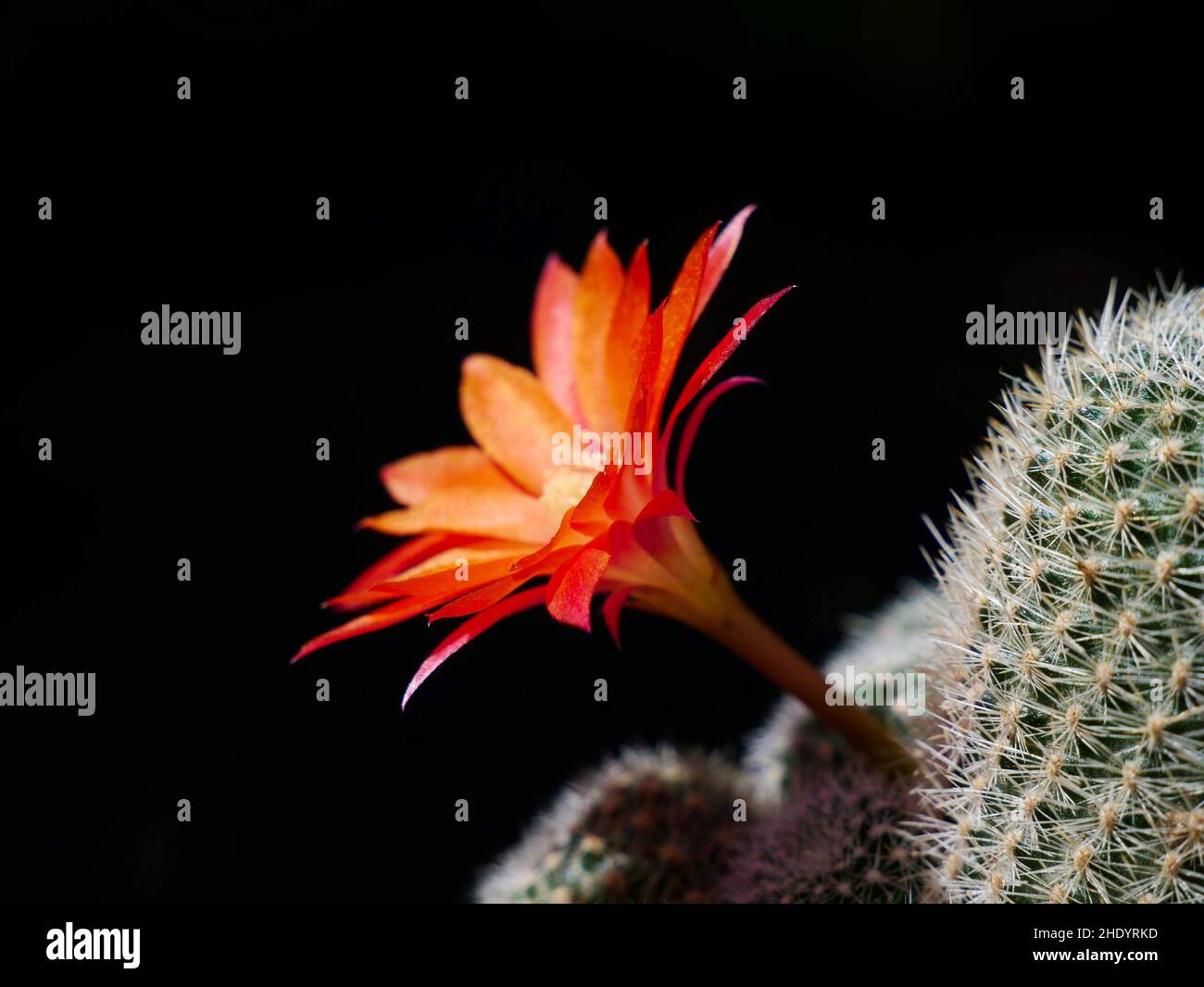 Red blossoms of Rebutia cactus Stock Photo