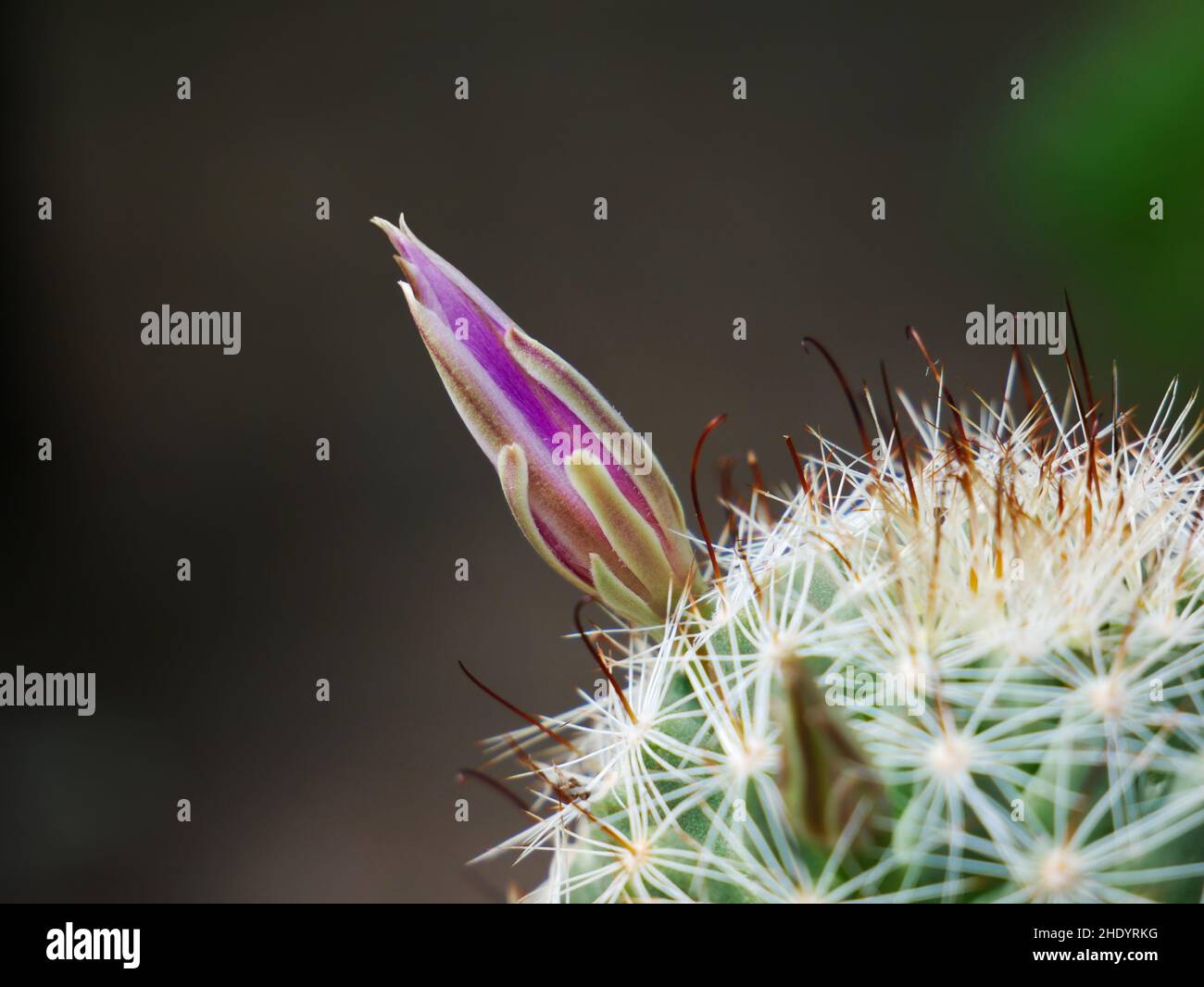 Purple blossoms of a Mammillaria boolii cactus in detail Stock Photo