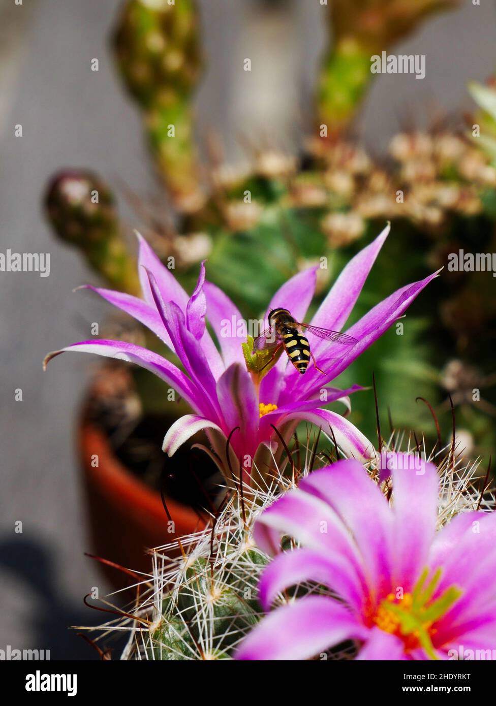 Close up mammillaria cactus hi-res stock photography and images - Alamy