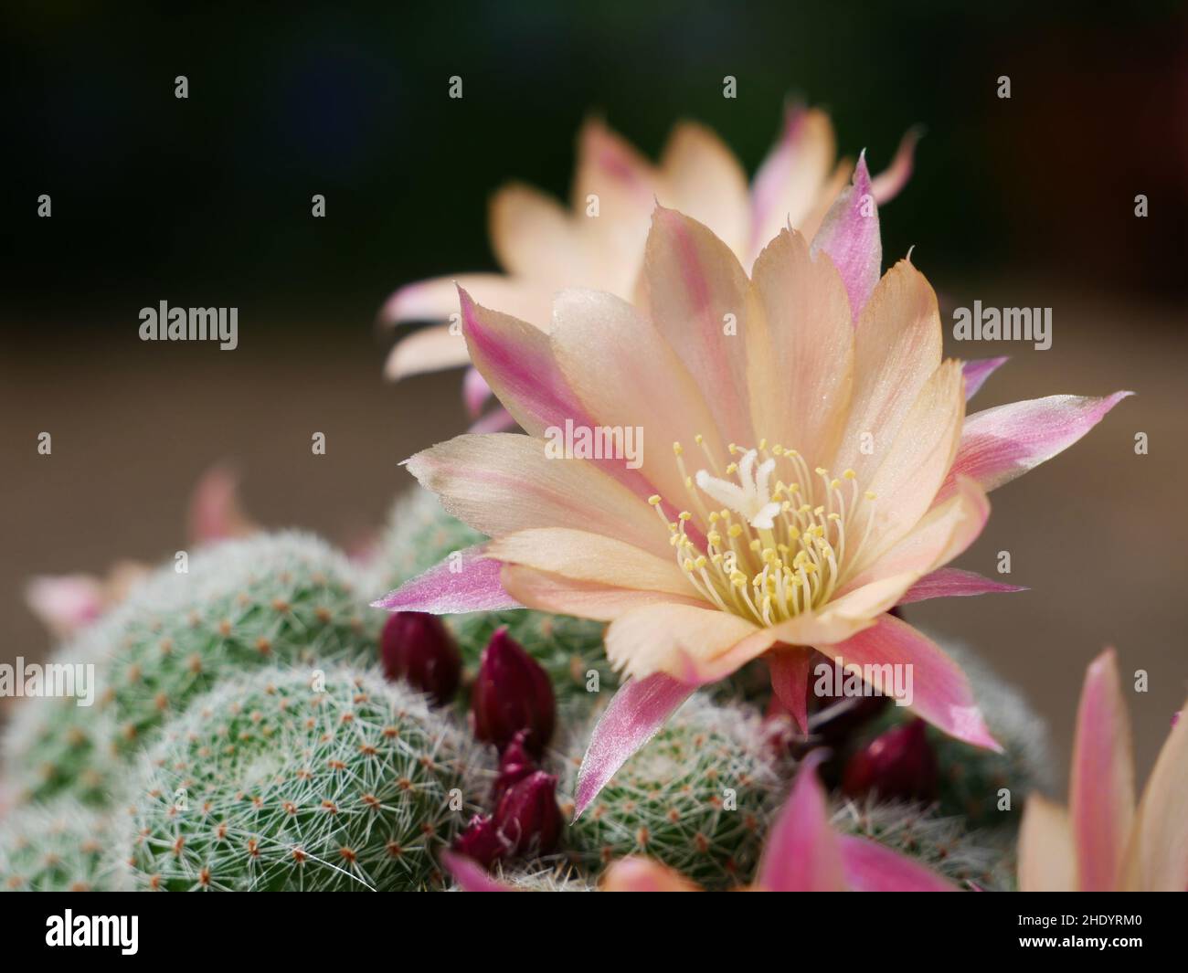 Pink blossom of Aylostera heliosa x albiflora cactus Stock Photo