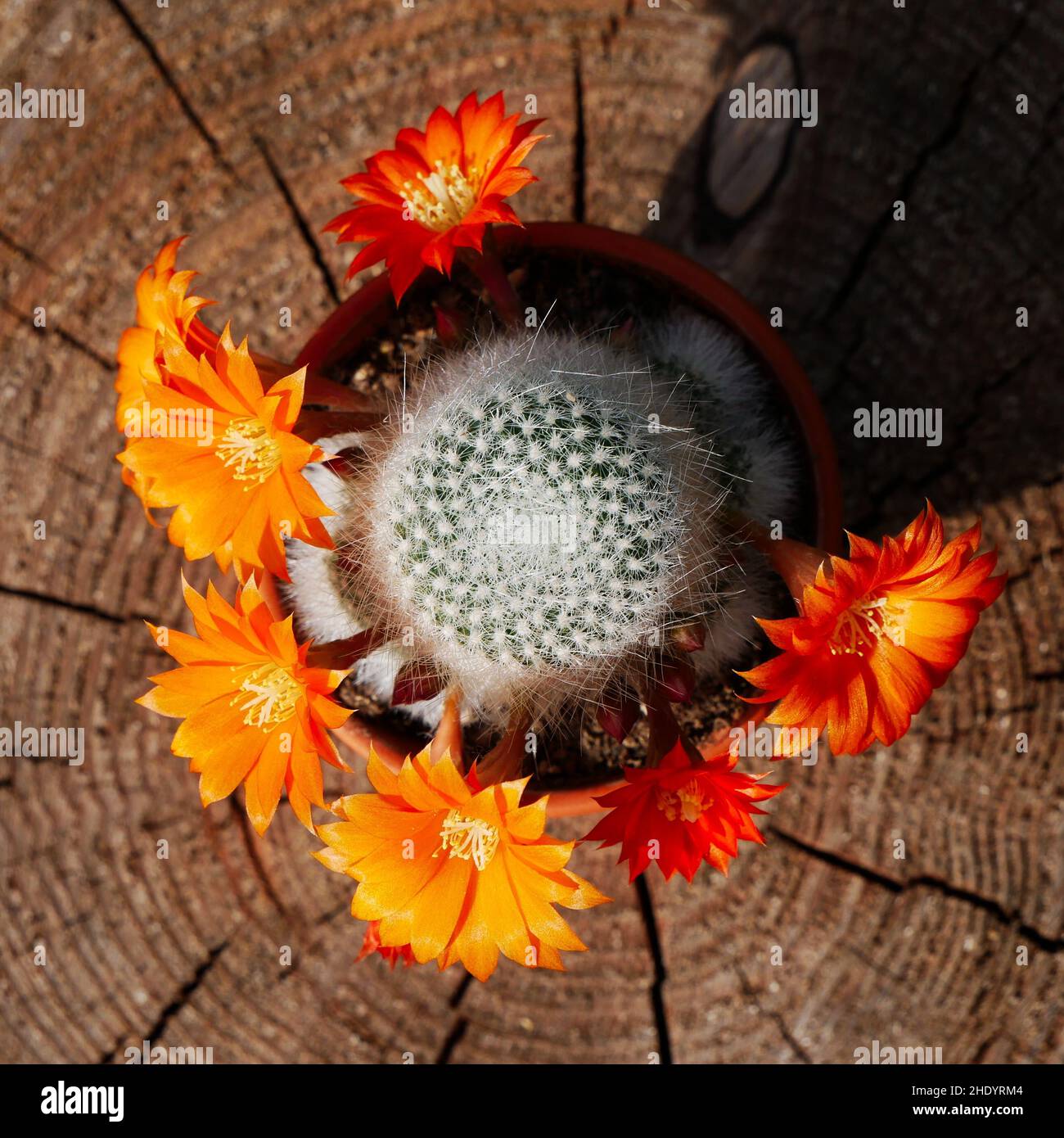 Orange blossoms of Aylostera muscula cactus from the top Stock Photo