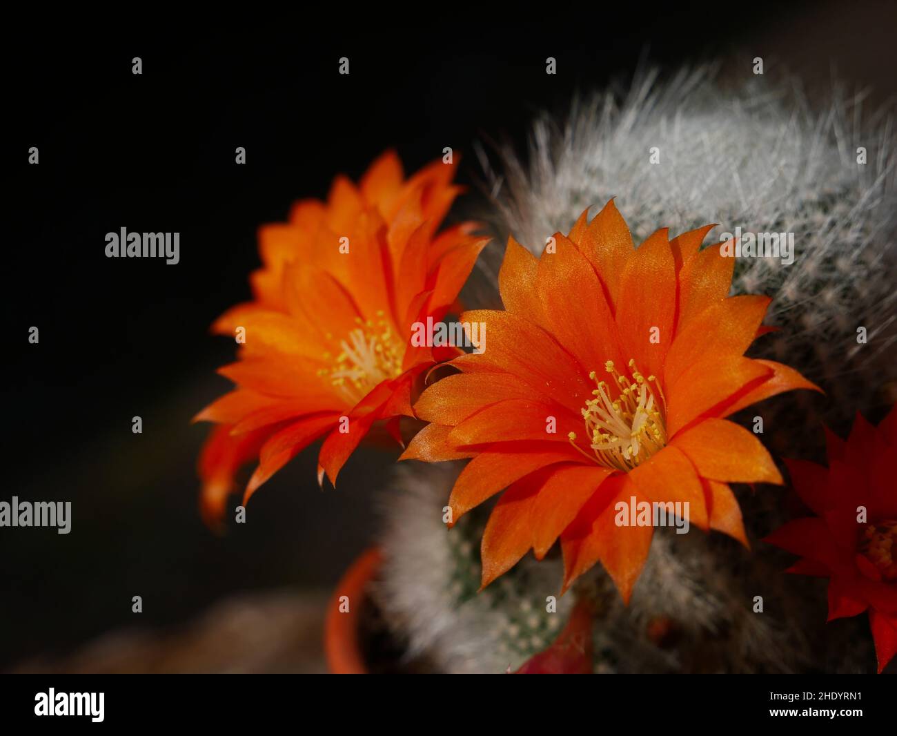 Orange blossoms of Aylostera muscula cactus in detail Stock Photo