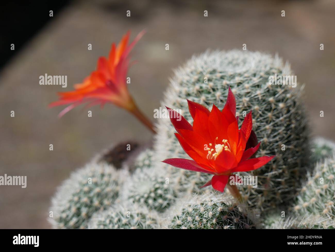 Red blossoms of Rebutia cactus Stock Photo