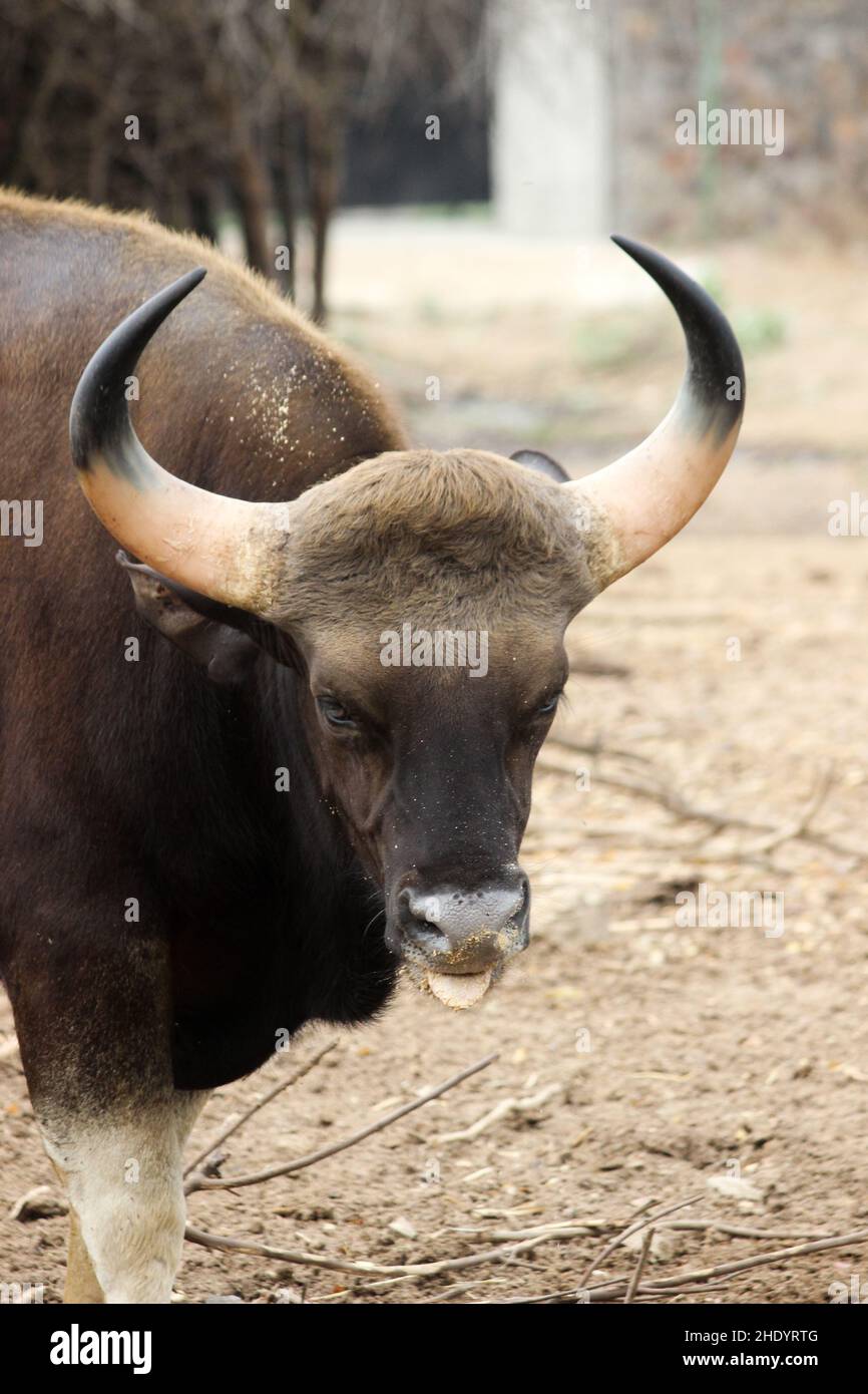 Indian Gaur in Zoo Stock Photo