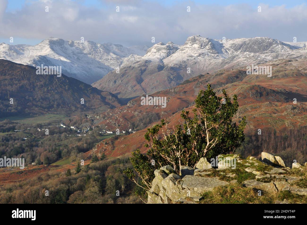Langdale Pikes from Loughrigg Fell, Lake District, Cumbria; with Holly bush in foreground Stock Photo