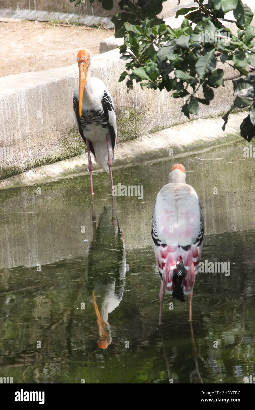 Painted Storks Reflection in Water . Stock Photo