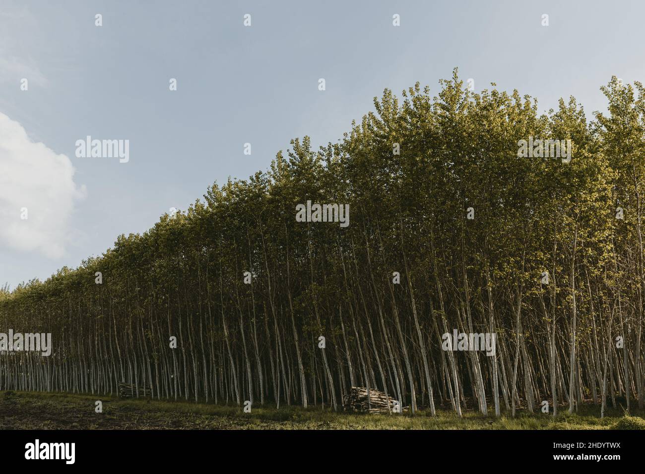Symmetrical plantation of fast growing trees with the heaps of trunks with blue sky above it during sunny spring day Stock Photo
