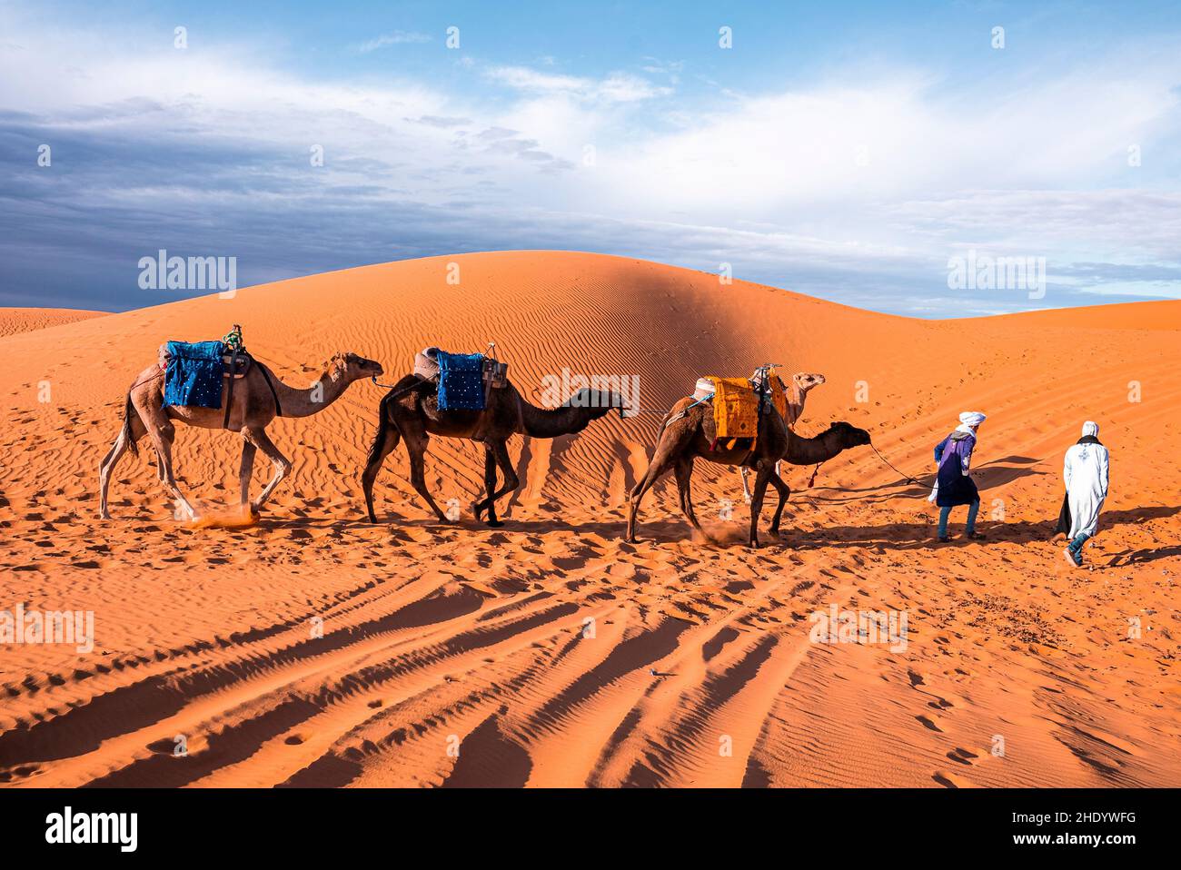 Bedouins in traditional dress leading camels through the sand in desert