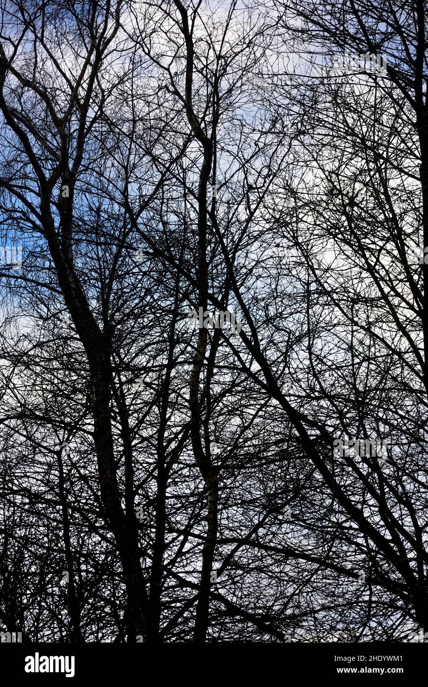 trees in winter Stock Photo